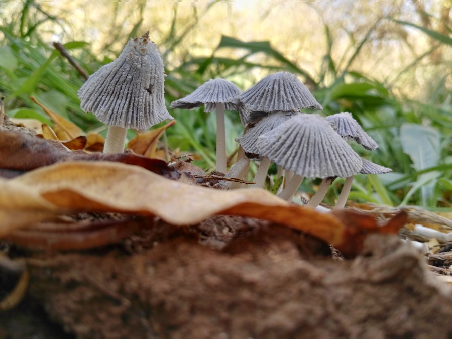 Photo mushrooms